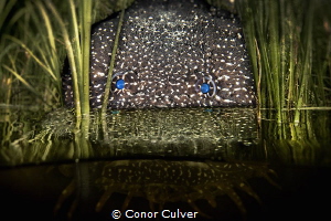 "Hidden Toad" part of my Underwater Surrealism series by Conor Culver 